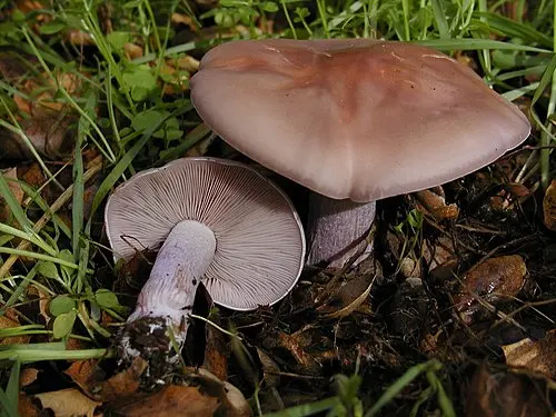 Another view of Wood Blewit