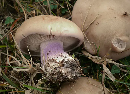 Field Blewit