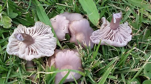 Sordid Blewit