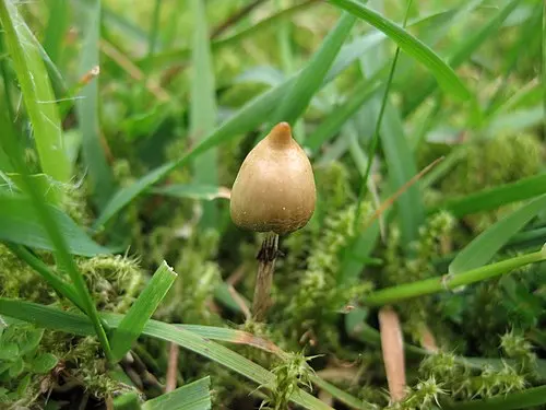 Liberty Cap