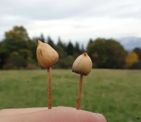 Another view of Liberty Cap