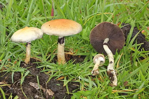 Golden Tops