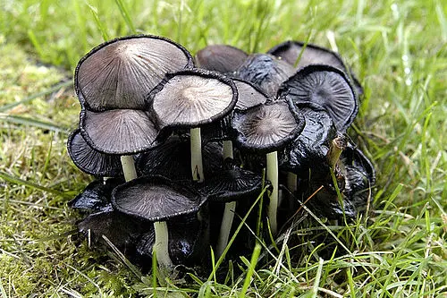 Another view of Common Ink Cap