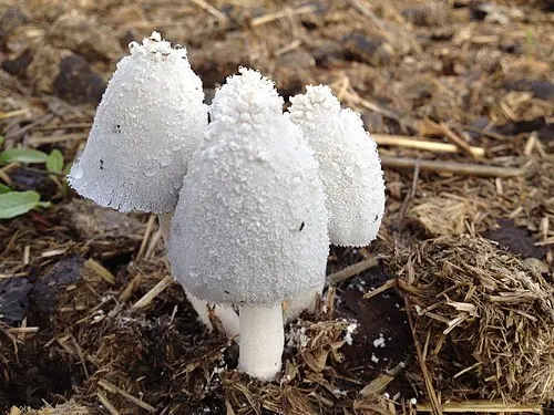 Snowy Inkcap