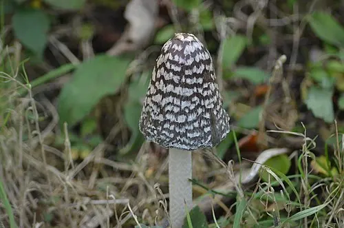 Another view of Magpie Inkcap
