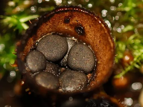 Dung-loving Bird's-nest