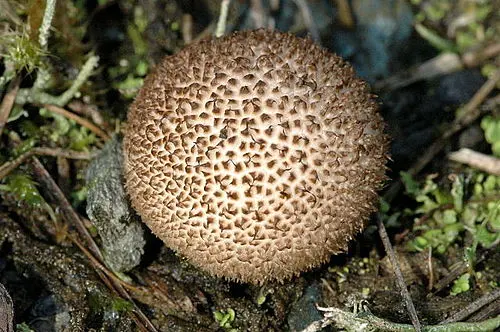 Dusky Puffball