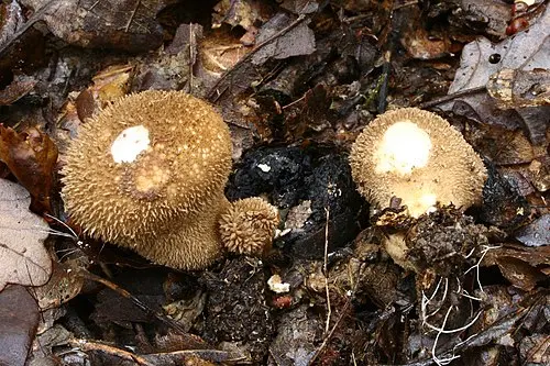 Another view of Dusky Puffball