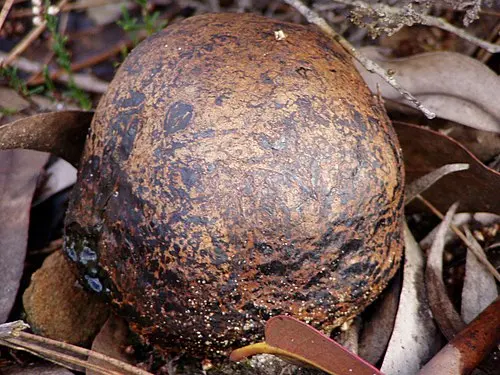 Another view of Dusky Puffball