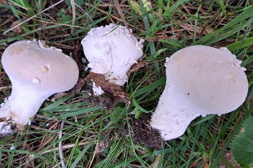 Another view of Flaky Puffball