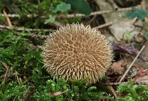 Spiny Puffball