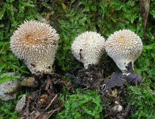 Another view of Spiny Puffball