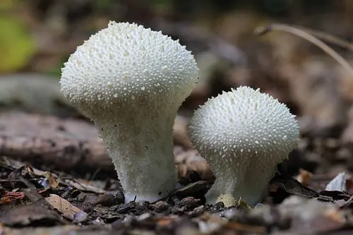Common Puffball