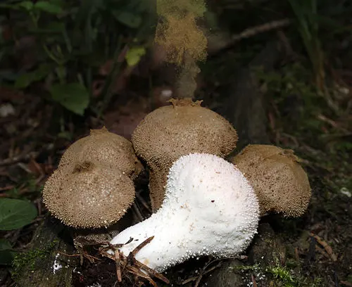 Another view of Common Puffball