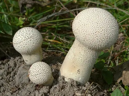 Pestle Puffball