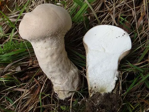 Another view of Pestle Puffball