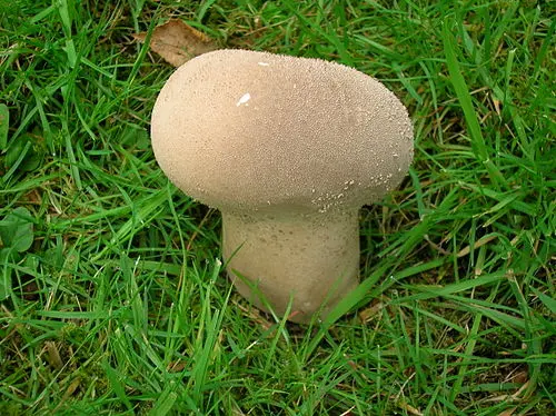 Another view of Pestle Puffball