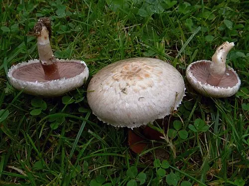 Rosy Wood Mushroom