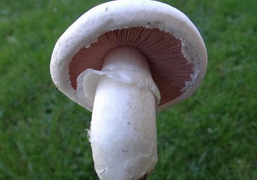 Cultivated Mushroom