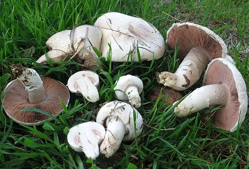 Another view of Field Mushroom