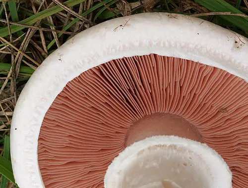 Another view of Field Mushroom