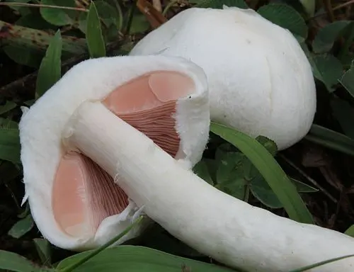 Another view of Field Mushroom