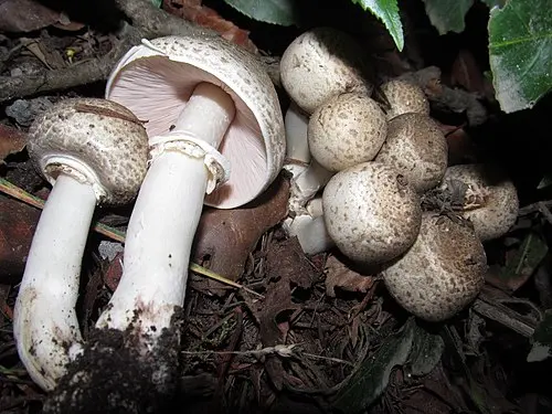 Inky Agaricus