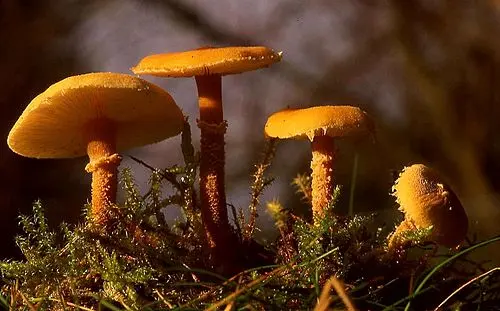 Another view of Earthy Powdercap