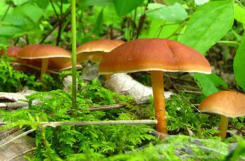 Russet Toughshank