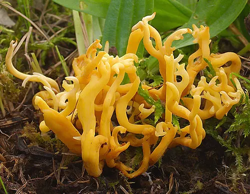 Meadow Coral Fungus