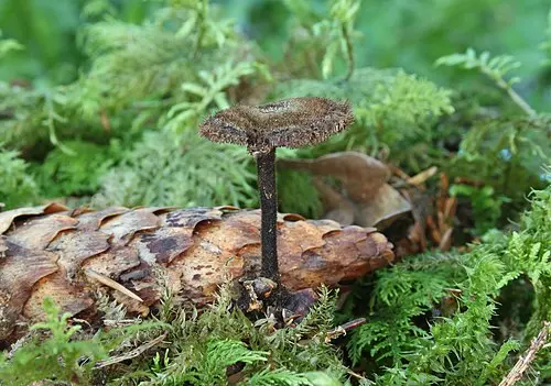 Earpick Fungus