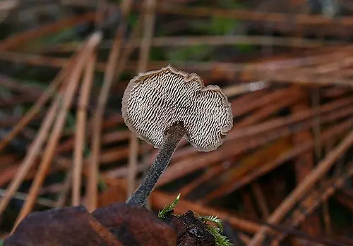 Another view of Earpick Fungus