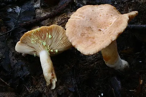 Yellowdrop Milkcap