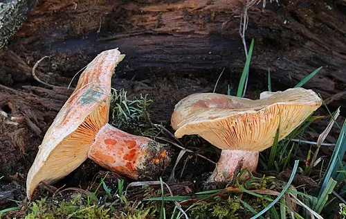 Saffron Milkcap