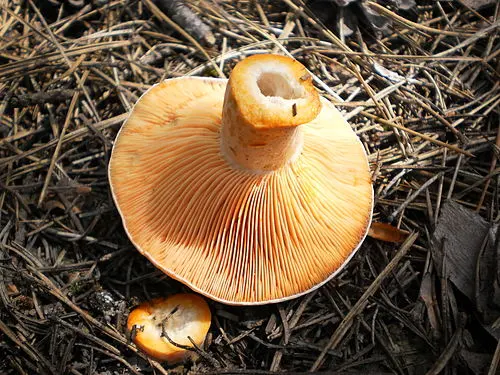 Another view of Saffron Milkcap