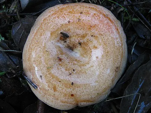 Another view of Saffron Milkcap