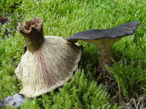 Another view of Ugly Milkcap