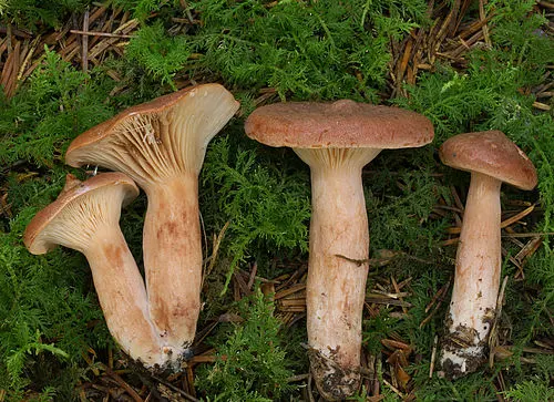 Rufous Milkcap