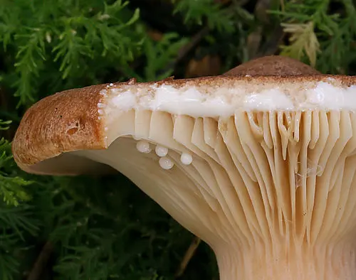 Another view of Rufous Milkcap