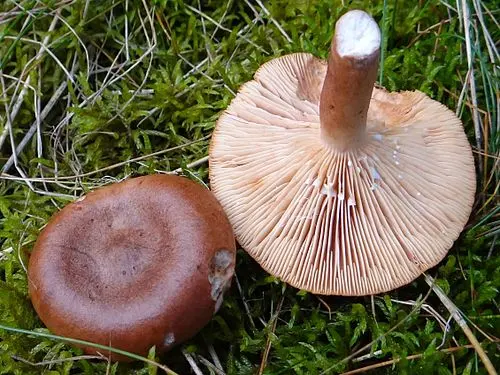 Another view of Rufous Milkcap