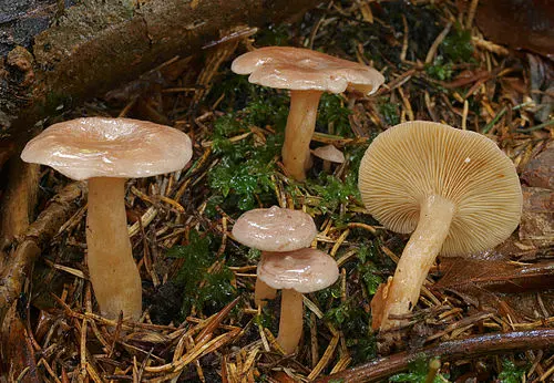 Coconut Milkcap