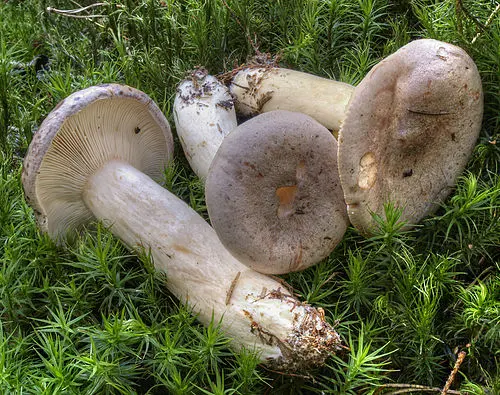 Tacked Milkcap