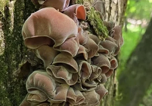 Another view of Brown Wood Ear