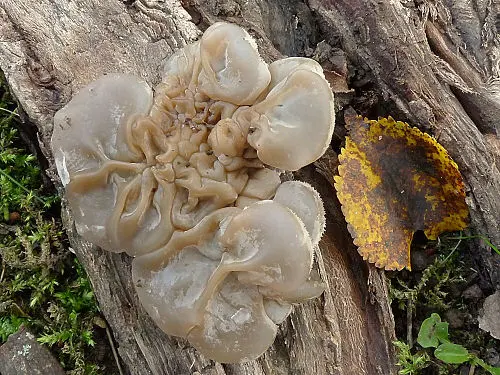 Another view of Tripe Fungus