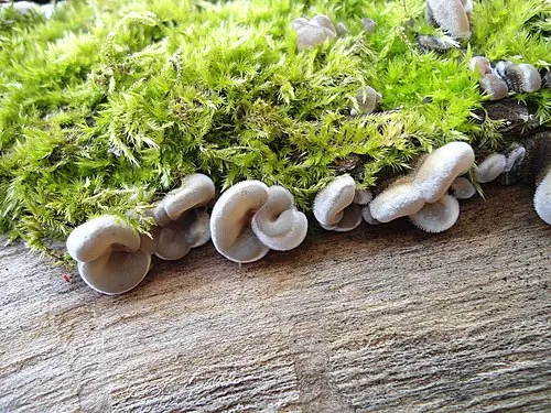 Another view of Tripe Fungus