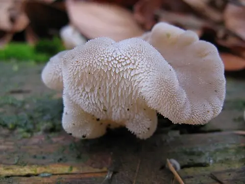 Toothed Jelly Fungus