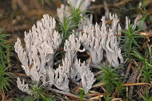 Grey Coral Fungus