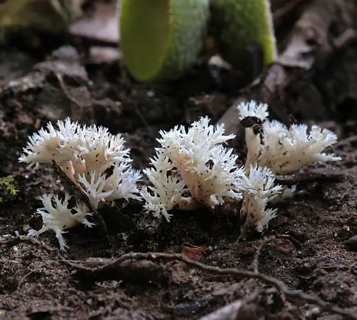 Another view of White Coral Fungus