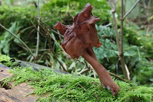 Hooded False Morel