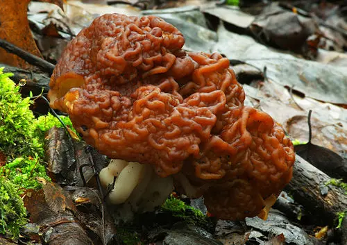 False Morel